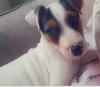 Puppies for sale Netherlands, Hurley Jack Russell Terrier