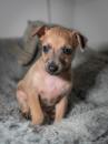Puppies for sale Greece, Athens Italian Greyhound