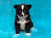 Puppies for sale Czech Republic, Prague , pomsky