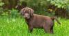 Puppies for sale Portugal, Lisbon Labrador