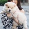 Puppies for sale Germany, Berlin Chow Chow