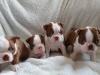 Puppies for sale Belgium, Brussels Boston Terrier