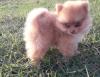 Puppies for sale Czech Republic, Kladno Pomeranian Spitz