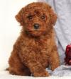 Puppies for sale Kazakhstan, Astana Toy-poodle