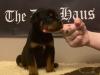 Puppies for sale Italy, Palermo Rottweiler