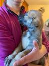 Puppies for sale Finland, Helsinki Irish Wolfhound
