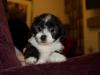 Puppies for sale Greece, Athens , maltipoo