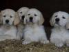 Puppies for sale Finland, Rovaniemi Golden Retriever