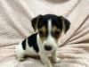 Puppies for sale Belgium, Brussels Jack Russell Terrier