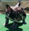 Puppies for sale United Kingdom, Manchester French Bulldog