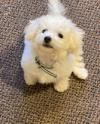 Puppies for sale Netherlands, Hemstede Bichon