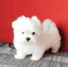 Puppies for sale Germany, Cologne Maltese