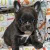Puppies for sale United Kingdom, London French Bulldog