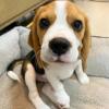 Puppies for sale Italy, Ancona Beagle