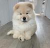 Puppies for sale Germany, Stuttgart Chow Chow
