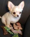 Puppies for sale Italy, Rome Chihuahua