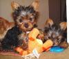 Dogs free Italy, Vicenza Yorkshire Terrier