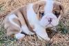 Puppies for sale Belgium, Antwerp English Bulldog