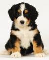 Puppies for sale Belgium, Bruges Bernese Mountain Dog