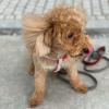 Puppies for sale Belgium, Antwerp Poodle