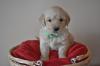 Puppies for sale United Kingdom, Belfast Golden Retriever