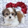 Puppies for sale Sweden, Helsingborg Shih Tzu