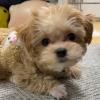 Puppies for sale Belgium, Gant , Maltipoo