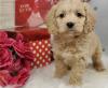 Puppies for sale Belgium, Charleroi , Cockapoo