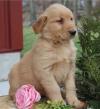 Puppies for sale Russia, Cheboksary Labrador Retriever