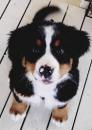Puppies for sale Latvia, Kuldiga Berne hound