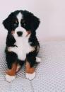 Puppies for sale Spain, San Sebastian Berne hound