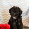 Puppies for sale United Kingdom, Aberdeen Poodle