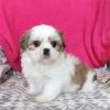 Puppies for sale United Kingdom, Yorkshire Shih Tzu
