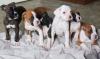 Puppies for sale Belgium, Brussels Boxer
