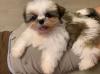 Puppies for sale Belgium, Gant Shih Tzu