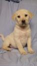 Puppies for sale Ireland, Cork Labrador