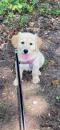Puppies for sale Latvia, Riga Golden Retriever
