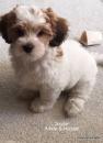 Puppies for sale Belgium, Antwerp Havanese