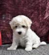 Puppies for sale Poland, Piast Bichon