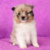 Puppies for sale Poland, Tyczyn Pomeranian Spitz