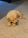 Puppies for sale Belgium, Liege Golden Retriever