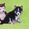 Puppies for sale United Kingdom, Portland Mixed breed