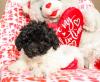 Puppies for sale Ireland, Cork Poodle