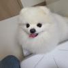 Puppies for sale Portugal, Lisbon Pomeranian Spitz