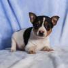 Puppies for sale Greece, Heraklion Fokxterer