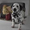 Puppies for sale United Kingdom, Perth Dalmatian
