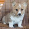 Puppies for sale Greece, Athens Other breed