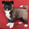 Puppies for sale Greece, Athens Akita