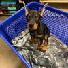 Puppies for sale Belgium, Bruges Doberman