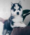 Puppies for sale Netherlands, Dordrecht Haski